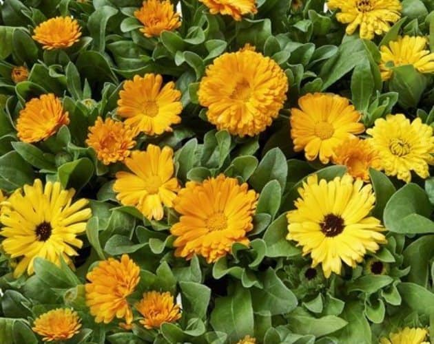 plantas florales para cultivar a pleno sol