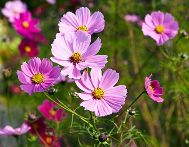 flores para la huerta