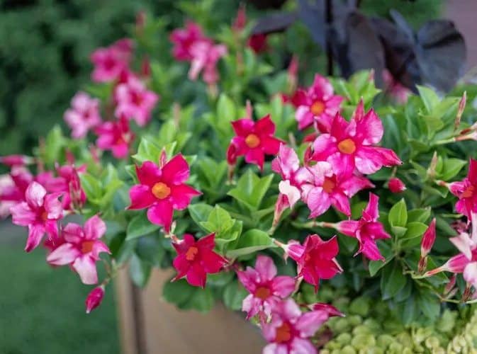 plantas florales para cultivar a pleno sol