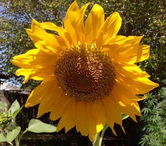 flores para la huerta