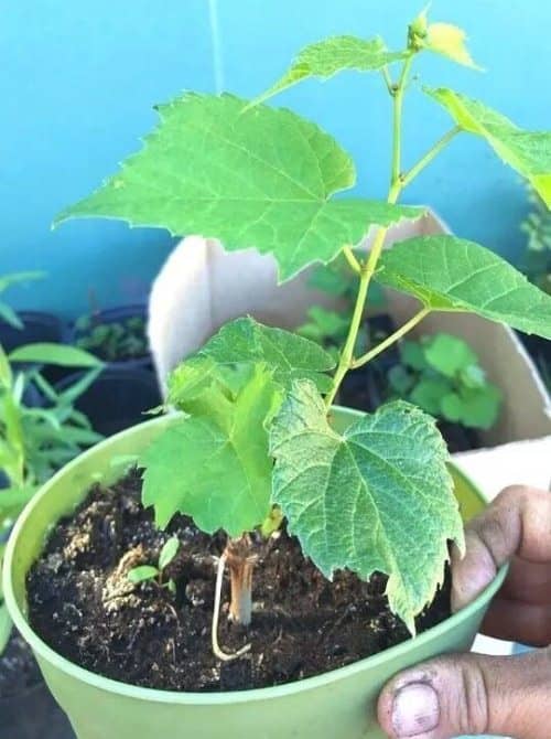 cultivar uva en maceta