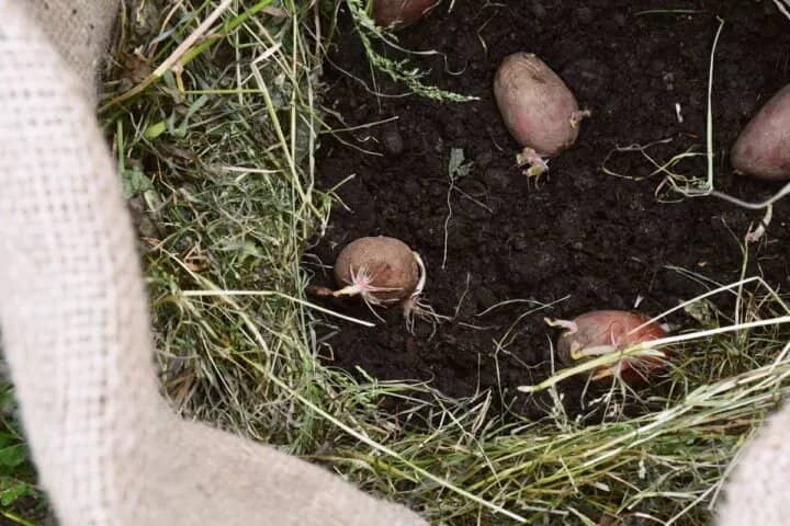 cultivar papas en bolsas