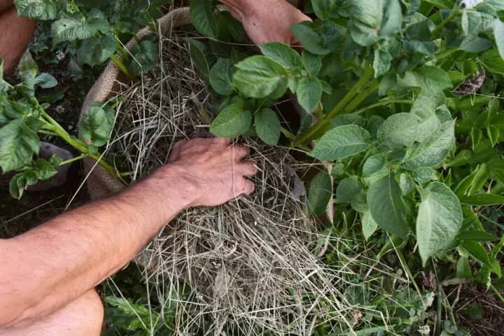 cultivar papas en bolsas