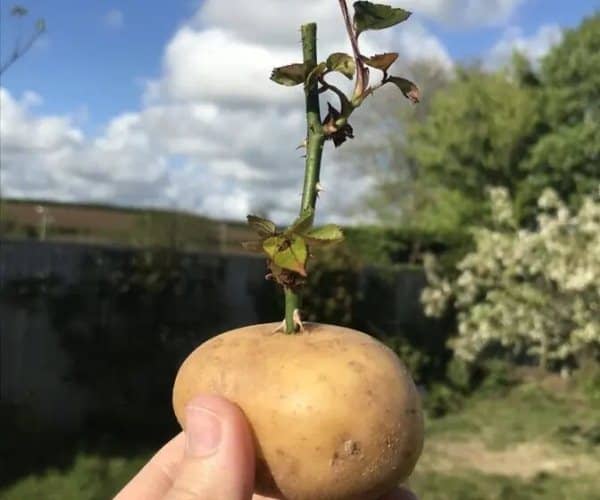 trucos de jardinería que no funcionan