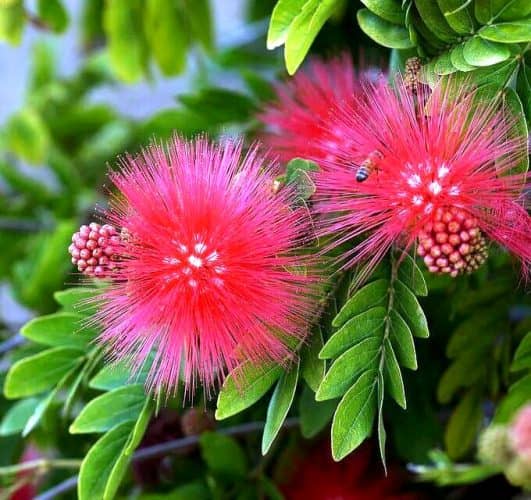 cultivar plumerillo rojo