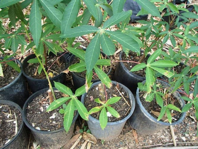 cultivar yuca