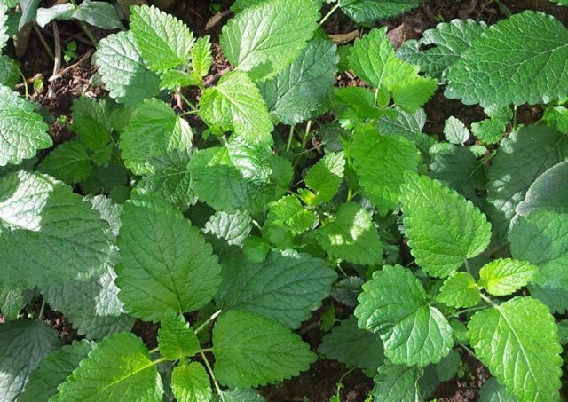 plantas para aromatizar la casa