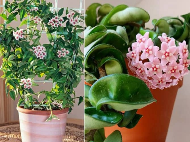 plantas para aromatizar la casa