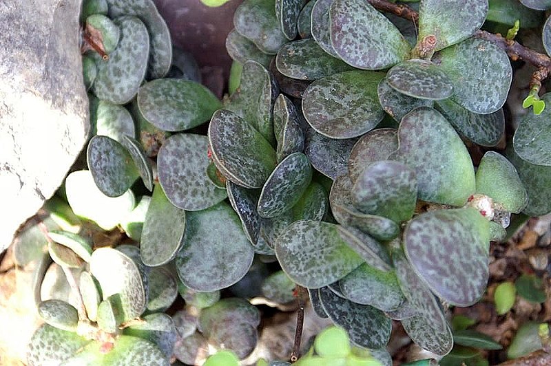 Adromischus maculatus