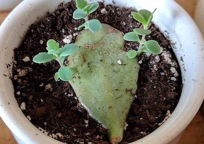 cultivar Kalanchoe Thyrsiflora