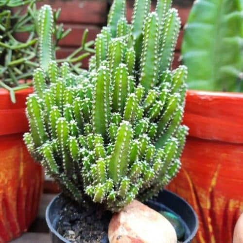 cultivar cactus castillo de hadas