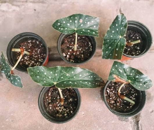 propagar Begonia Maculata