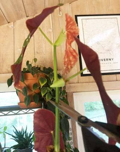 cultivar Begonia Maculata poda