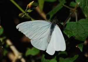 Mariposa de la Col