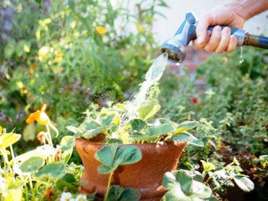 cuidar las plantas en condiciones de calor extremo