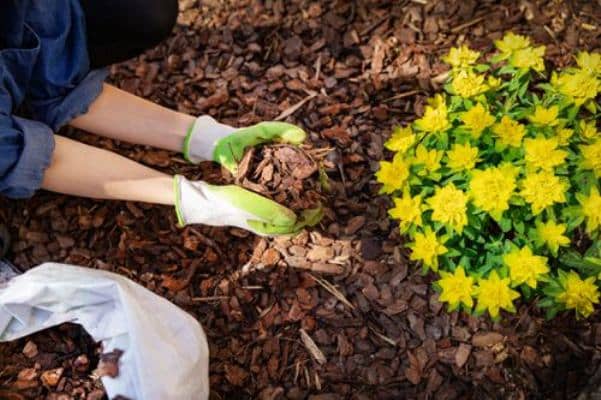 cuidar las plantas en condiciones de calor extremo