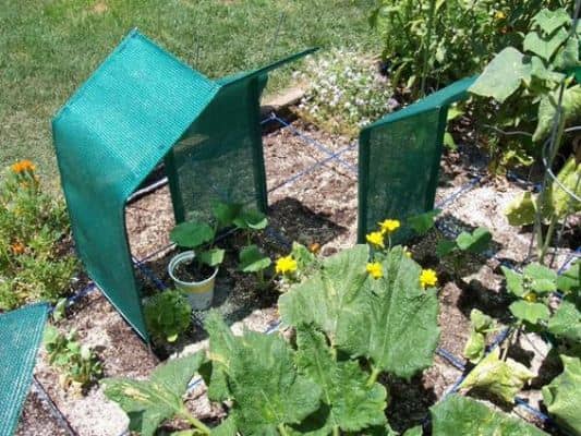 cuidar las plantas en condiciones de calor extremo