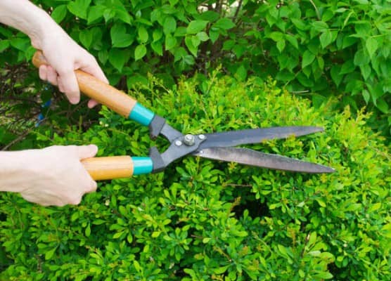 cuidar las plantas en condiciones de calor extremo