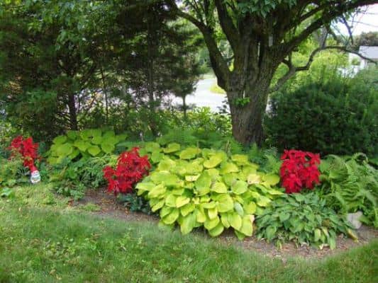 cuidar las plantas en condiciones de calor extremo