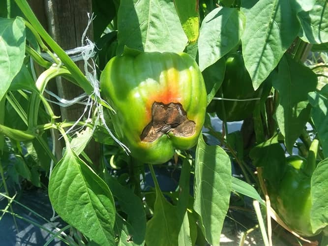 plantas para cultivar con pimientos