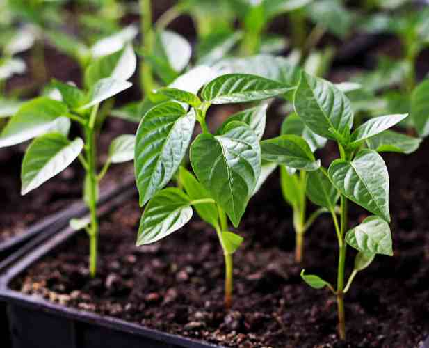 plantas para cultivar con pimientos