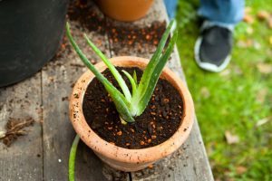 aloe vera