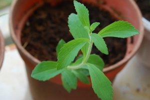 stevia en maceta