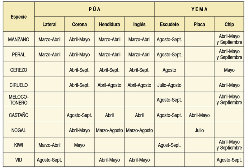 tabla de injertos