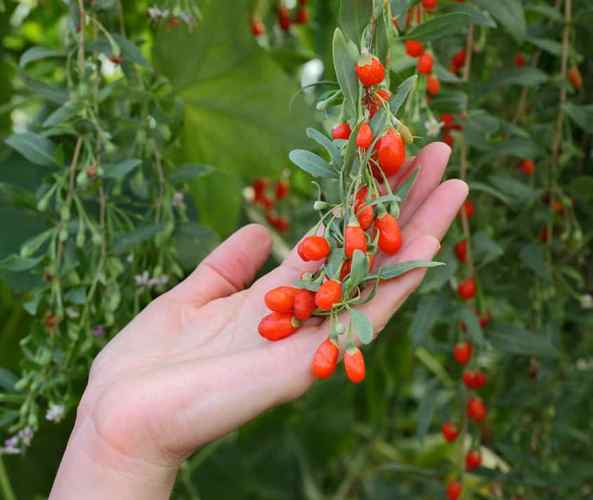 cultivar Bayas de Goji