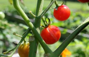  tomate rajado