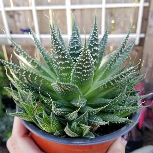 cultivar Planta Antorcha o Aloe Aristata