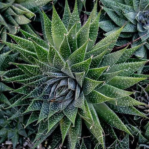 cultivar Planta Antorcha o Aloe Aristata