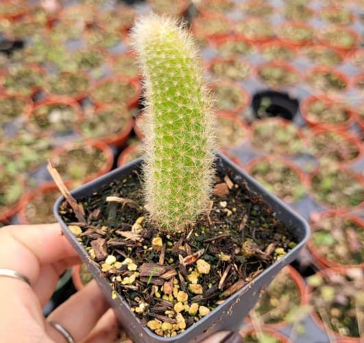 propagar un cactus cola de mono