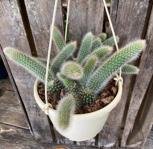 cultivar cactus cola de mono