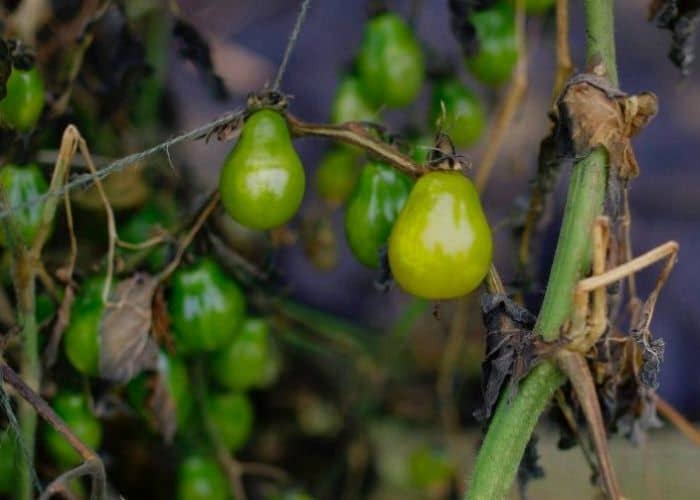 usos de la miel en el jardín y la huerta