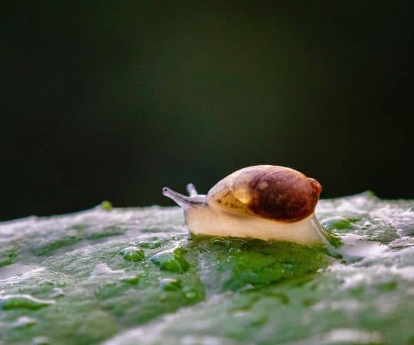 usos de la miel en el jardín y la huerta