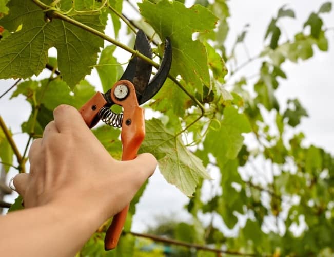 usos de la miel en el jardín y la huerta