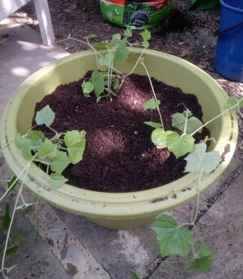 cultivar cucamelon en maceta