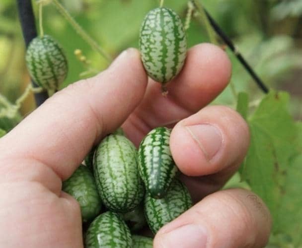 cultivar cucamelon en maceta