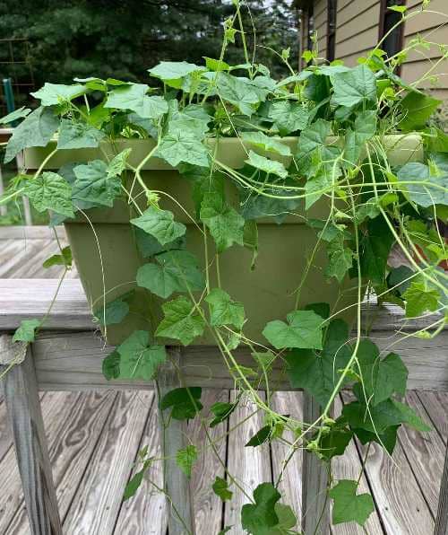 cultivar cucamelon en maceta