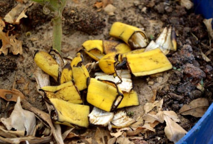 cascaras de fruta como abono