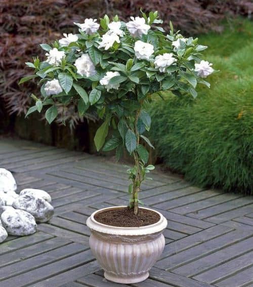 cultivar gardenias en macetas