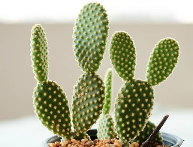 cactus para interiores
