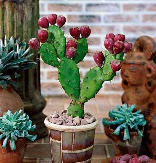 cultivar nopal cuidados