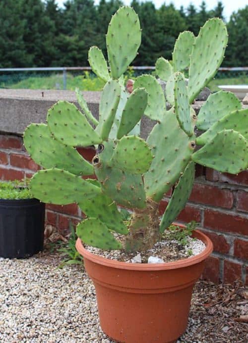 cultivar nopal