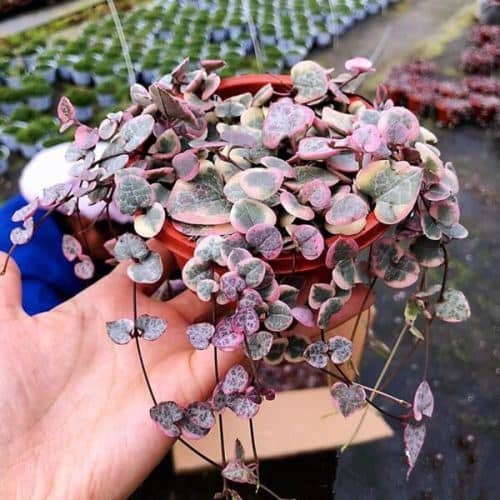 cuidados de ceropegia woodii