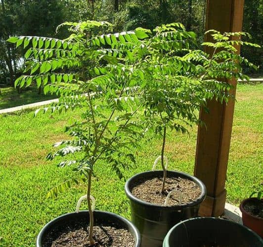 cultivar tamarindo en maceta