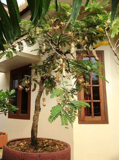 tamarindo en maceta cuidados