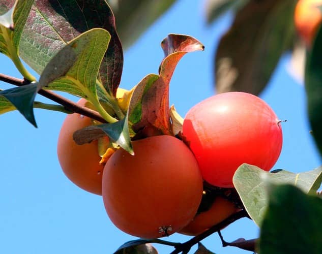 árboles frutales para jardines pequeños