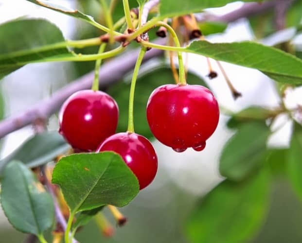 árboles frutales para jardines pequeños